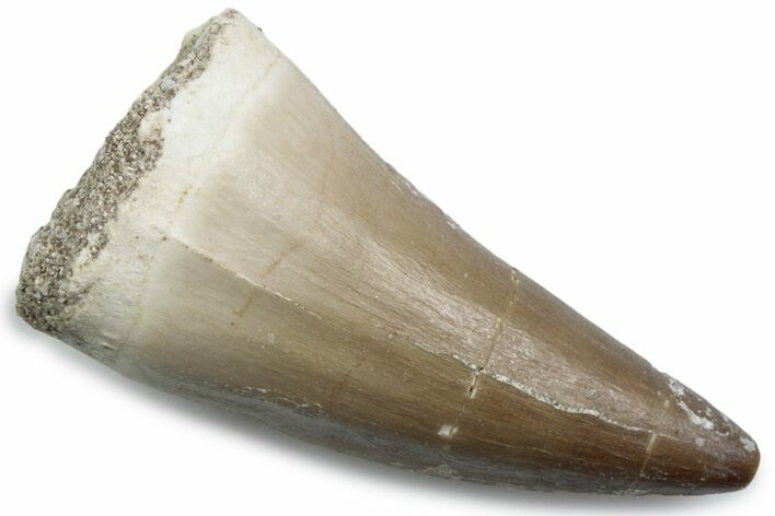 Fossil Mosasaur (Mosasaurus) Tooth - Morocco #384029